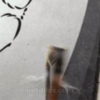 Petdles Premium Cleaner